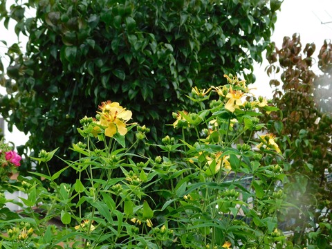 DSCN4385