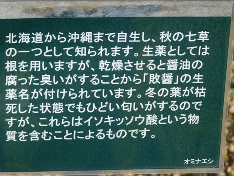 DSCN4464