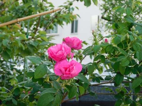 DSCN6683