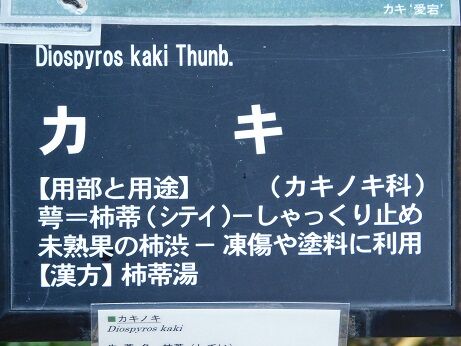 DSCN8777
