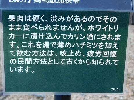 DSCN8766