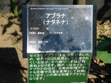 DSCN7206