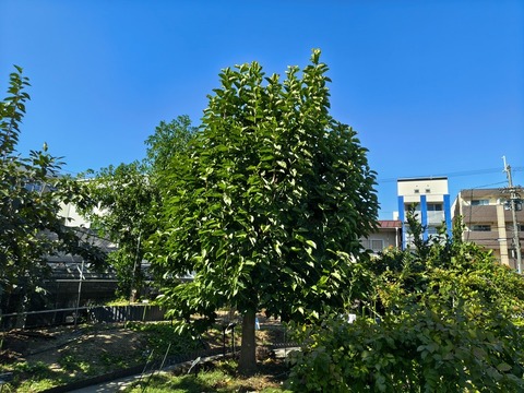 IMG_20261008_134655120_HDR