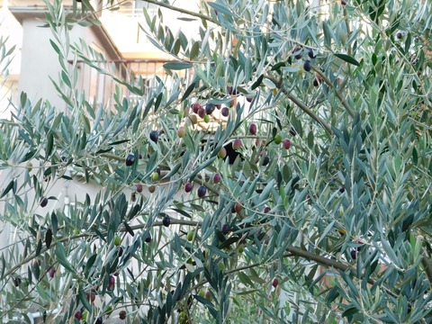 DSCN5503