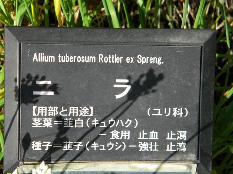 DSCN9959