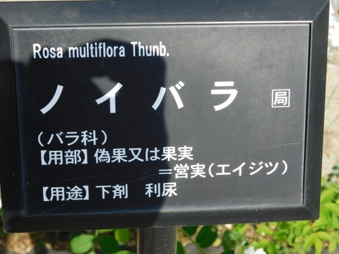 DSCN6591