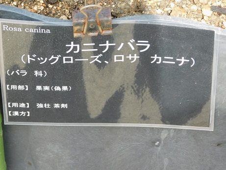 DSCN4885