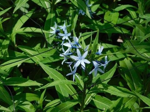 DSCN3899
