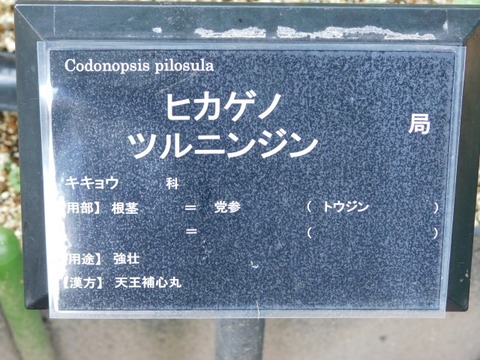 DSCN7250