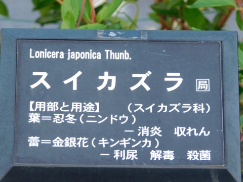 DSCN6705