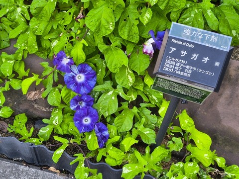 IMG_20260925_073334693_HDR