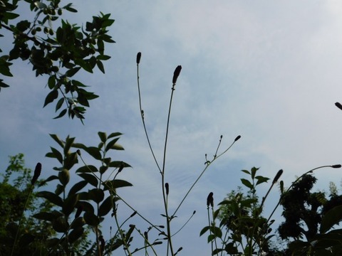 DSCN7367