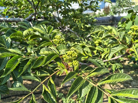 IMG_20260716_154349431_HDR
