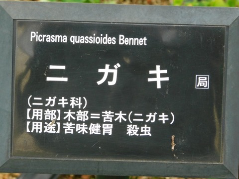 DSCN7380