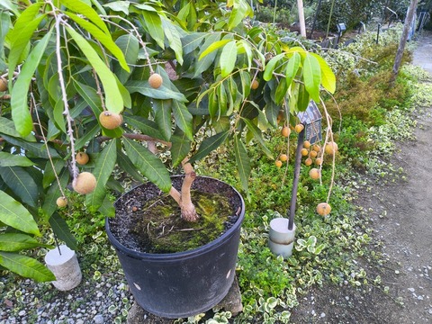 IMG_20261008_163511347_HDR