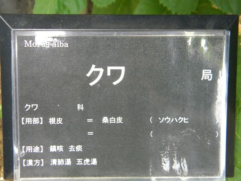 DSCN9917