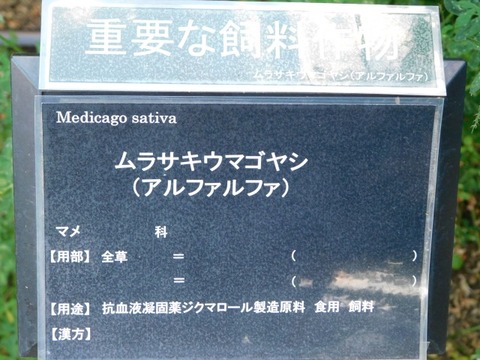 DSCN6935