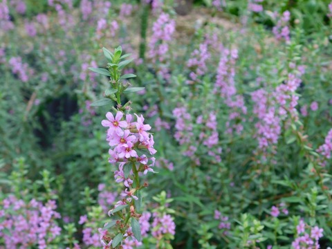 DSCN5044
