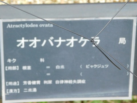 DSCN6405