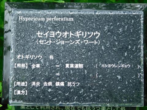 DSCN4361