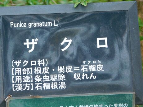 DSCN8688