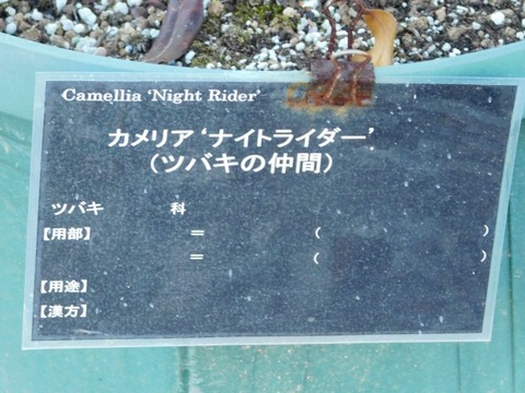 DSCN3193