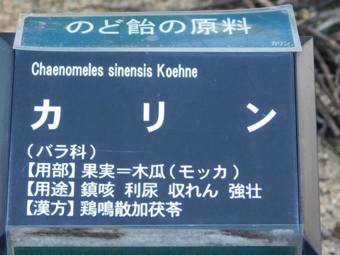 DSCN2707