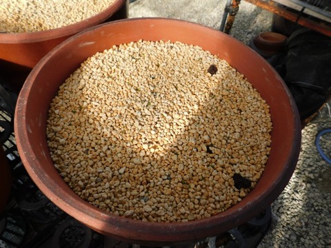 DSCN3821
