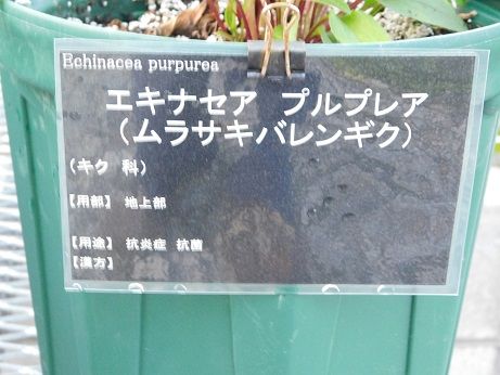 DSCN3327
