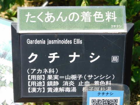 DSCN4204