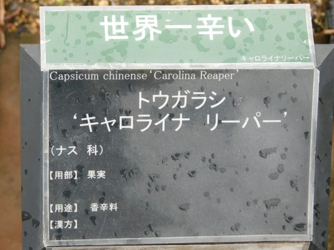 DSCN4284