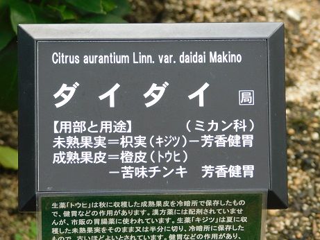 DSCN6086