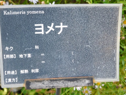 DSCN5484