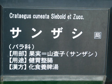 DSCN5049