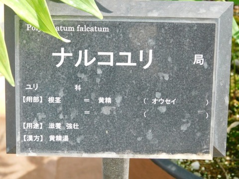 DSCN6623