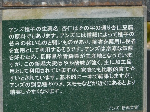 DSCN6864