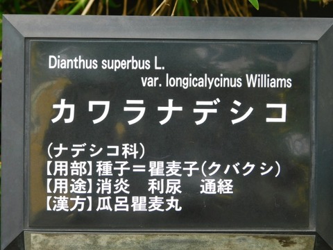 DSCN7355