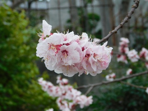 DSCN3624