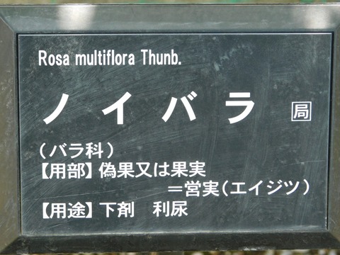 DSCN4210