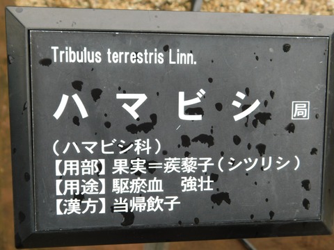 DSCN4297