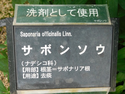 DSCN4258