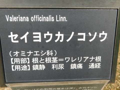 DSCN6875