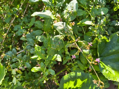 IMG_20261008_134318961_HDR