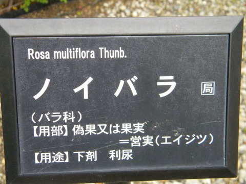 DSCN8979
