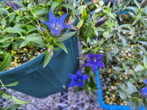 IMG_20261008_163306400_HDR