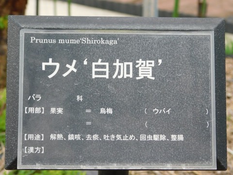 DSCN6451