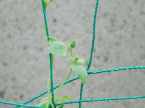 DSCN6859