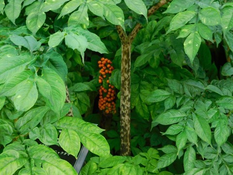 DSCN2306