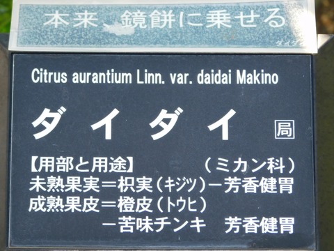 DSCN5407