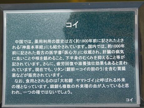 DSCN6797